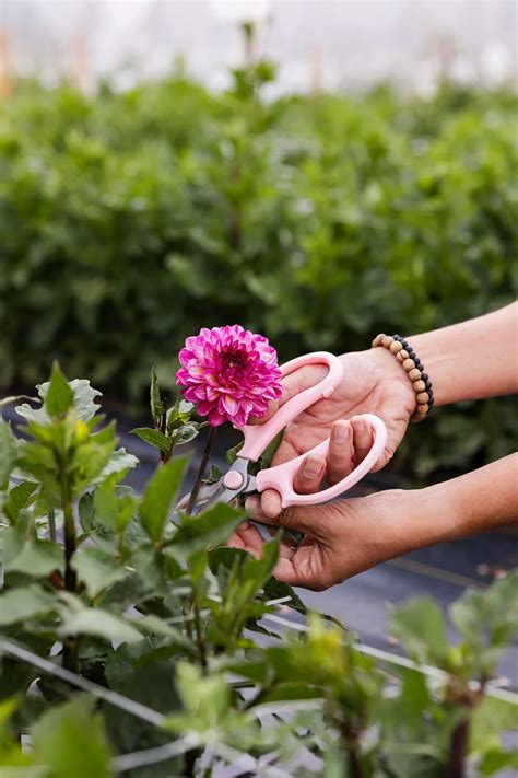 Grow a Cutting Garden | Grow Your Ideal Flower Garden — Start Today ...