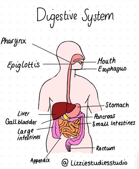 Digestive System Diagram Drawing