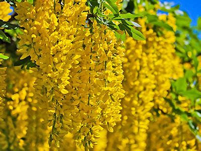 Засухоустойчивые декоративные деревья и кустарники — FloraPrice.Ru