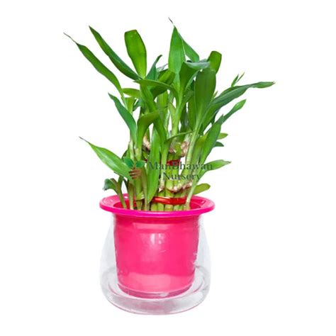 Buy Lucky Bamboo Plant in Designer Glass Pot Online | Manbhawan Nursery