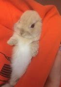 Image result for Adorable Fluffy Baby Bunnies
