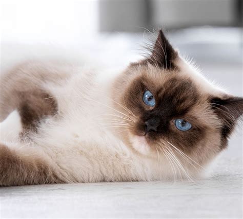 Quiz Bing Chat 的图像结果