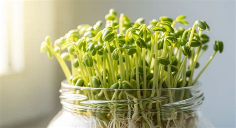 How Much Protein Is in Sprouts? Moong, Chana & Mixed Sprouts Protein ...