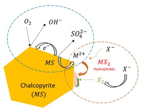 Froth Flotation of Chalcopyrite/Pyrite Ore: A Critical Review | MDPI