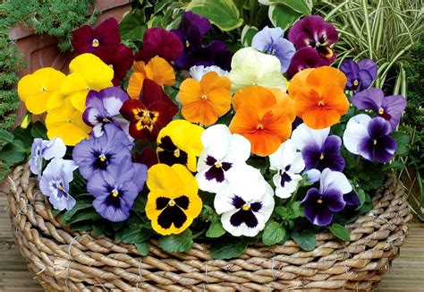 Pansy Flowers Wallpapers - Top Free Pansy Flowers Backgrounds ...