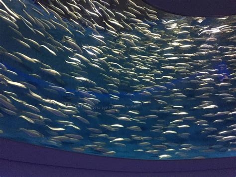 2024 Monterey Bay Aquarium Coupons, Discounts, Free Tickets + Review