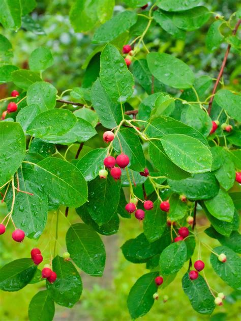Image result for Serviceberries Tree