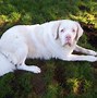 Image result for Albino Dog