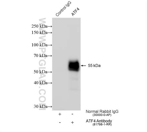 ATF4 antibody (81798-1-RR) | Proteintech