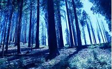 Blue Tree Wallpaper by Trees Blue Hd Wallpaper Background Image Blue Tree Wallpaper