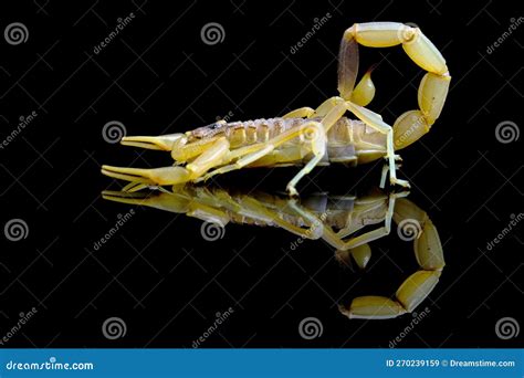 High venomus scorpion stock image. Image of high, deer - 270239159