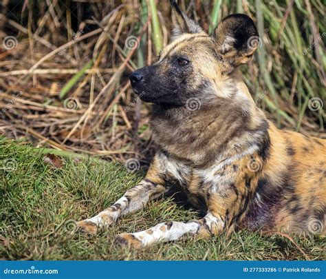African Painted Dog Strikes a Pose As it Rests on a Sunny Day Stock ...