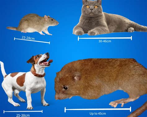 Kids News: Australian researchers capture rare giant rat on camera | KidsNews