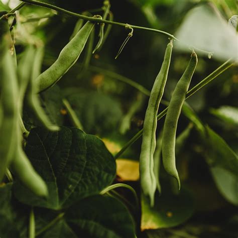 Amazon.com : Blue Tip Half-Runner Snap/Green String Bean - 25 Seeds ...