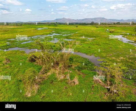 Drone shot of the bright green flooded grasslands of the Pantanal in ...
