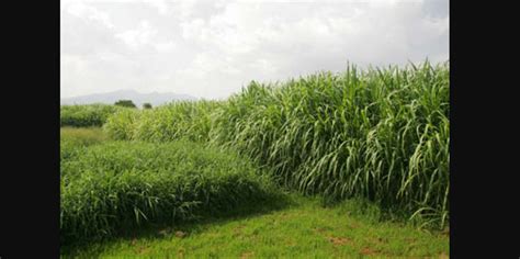 UP: Napier Grass Cultivation Campaign Gaining Popularity Among Farmers ...