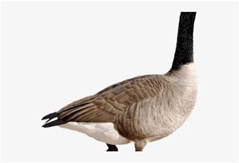 Geese Migration Clipart Transparent Background - Transparent Canadian ...