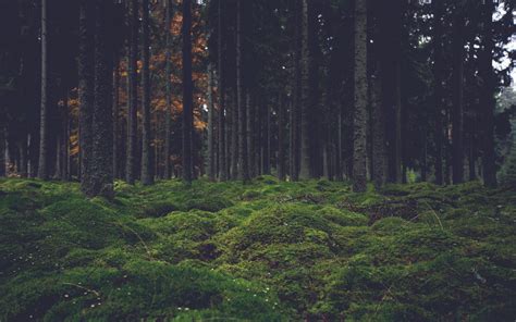 [100+] 4k Forest Backgrounds | Wallpapers.com