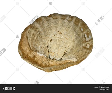 Image result for Round Shell Fossil