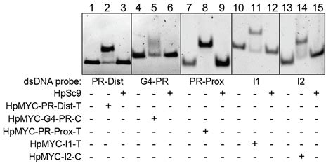 Targeting MYC Regulation with Polypurine Reverse Hoogsteen Oligonucleotides