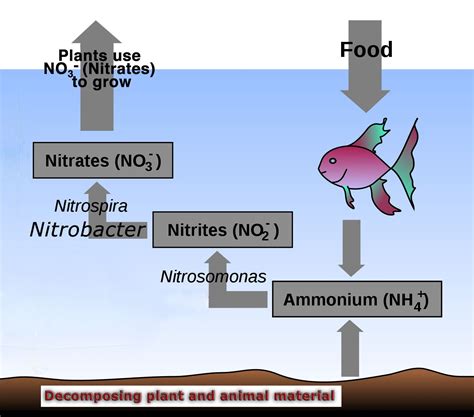 Nitrogen Cycle Aquarium
