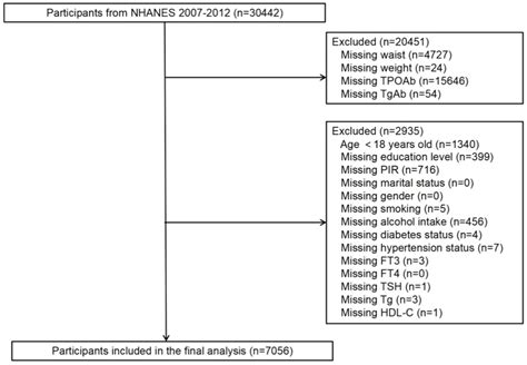 Frontiers | Association between weight-adjusted waist index and Hashimoto’s thyroiditis ...