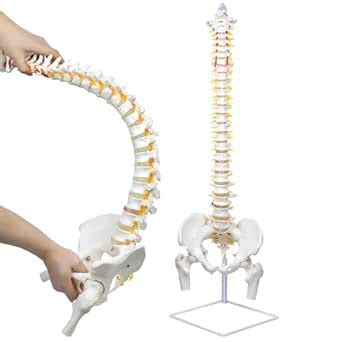 Flexible Spine Model, 34.6'' Life Size Human Spinal Cord Anatomical ...