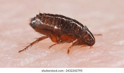 Flea 的图像结果