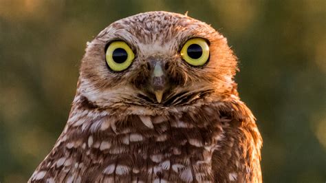 Why Do Owls Roll Their Heads at Bernard Baril blog