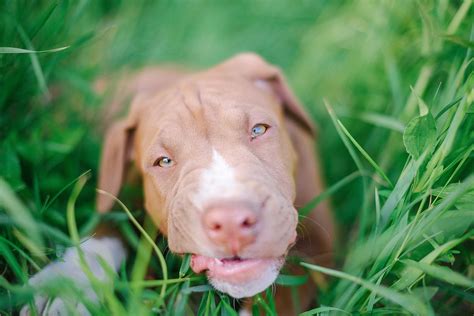 The Teething Tale: Can Teething Cause Vomiting in Puppies? - BarkStory