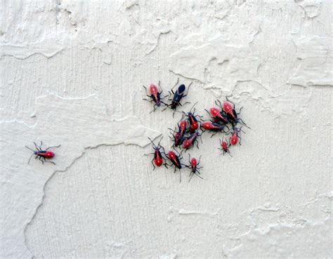How to Get Rid of Box Elder Bugs - BUGG Products LLC