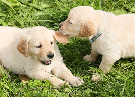 Golden Retriever Puppy Playtime