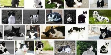 黑白色的猫取名字-帮黑白猫咪取名-酷派宠物网