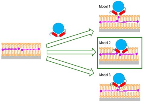 New Insights into the Interaction of Class II Dihydroorotate ...