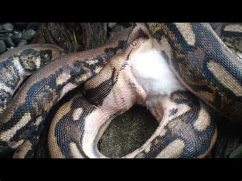 Image result for Blood Python Eating Rabbit