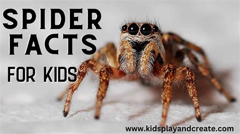 Creepy Crawly Fun: Discover 10 Fascinating Spider Facts for Kids - Kids ...