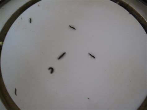 Thin Black Worms In Toilet Bathroom Bugs Identification Guide: How To