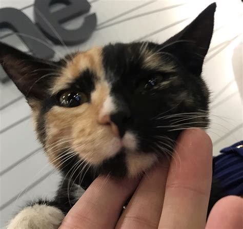 Symmetrical checker-faced cat : r/mildlyinteresting