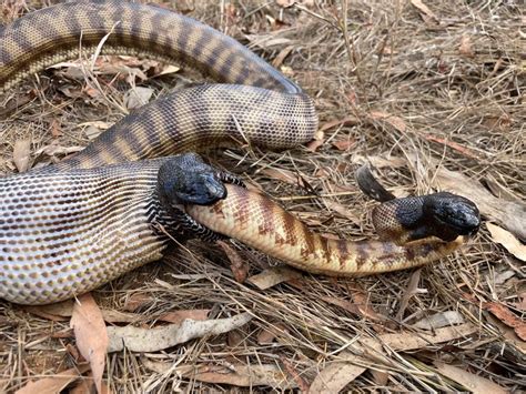 Image result for Blood Python Eating Rabbit