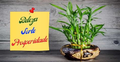 Image result for Bambu Da Sorte