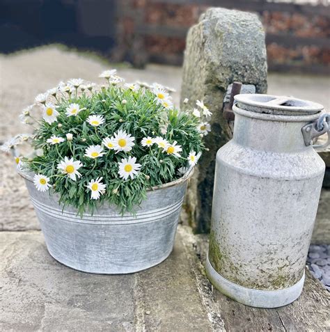 Why Dasiy Was Whitewashed