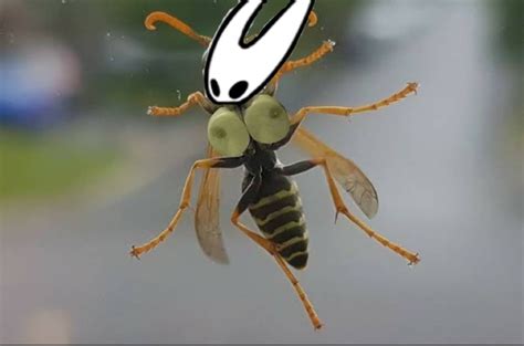 Hornet : r/Hollow_Knight_R34