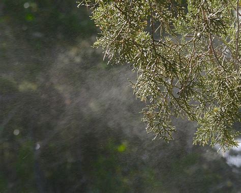 Image result for Juniper Tree Pollen Exploding