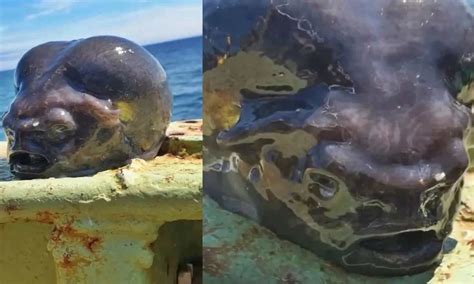 Alien Fish Catching 的图像结果