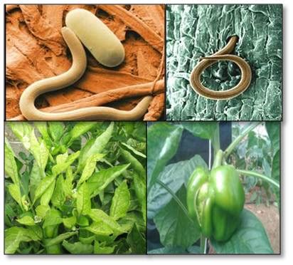 Plant parasitic nematodes in Polyhouse - Damage and management ...