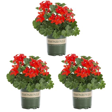 Monrovia Red Geranium in 2 Quart(s) Pot 3 -Pack in the Annuals ...