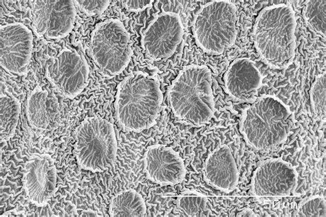 21 Fascinating Microscopic Images That Will Blow Your Mind