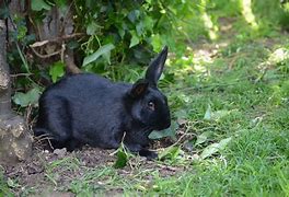 Image result for Cute Black Baby Bunny Rabbits