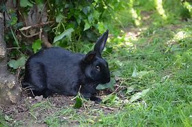 Image result for Black Rabbit Animal