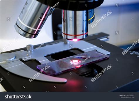 Image result for Microscope Slide View
